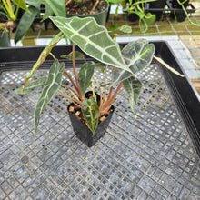 Load image into Gallery viewer, Alocasia polly aurea variegated, Exact Plant Ships Nationwide.
