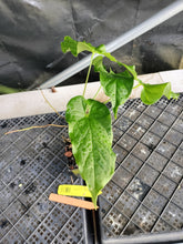 Load image into Gallery viewer, Anthurium Balaoanum "Dussii", Exact Plant Ships Nationwide
