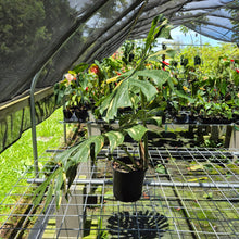 Load image into Gallery viewer, Monstera Thai Constellation Variegated exact plant, Fedex 2day*
