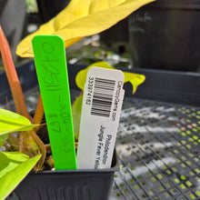Load image into Gallery viewer, Philodendron Jungle Fever Yellow, Exact Plant Ships Nationwide
