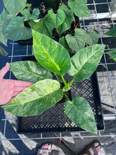 Load image into Gallery viewer, Philodendron Giganteum, Exact Plant Variegated Ships Nationwide
