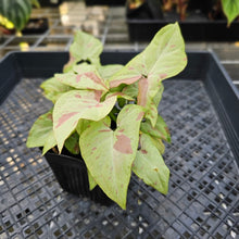 Load image into Gallery viewer, Syngonium Strawberry Milk , Exact Plant Variegated Ships Nationwide
