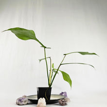 Load image into Gallery viewer, Philodendron Joepii, Exact Plant Ships Nationwide
