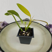 Load image into Gallery viewer, Philodendron Whipple Way, Exact Plant Variegated Ships Nationwide
