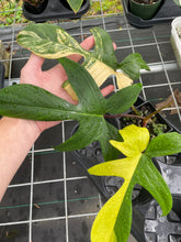 Load image into Gallery viewer, Philodendron Florida Beauty, Exact Plant Variegated
