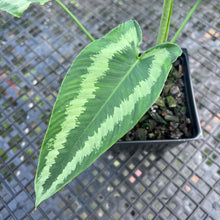 Load image into Gallery viewer, Homalomena Schismatoglottis Neoguineensis, Exact Plant
