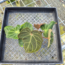 Load image into Gallery viewer, Anthurium Magnificum x Papillilaminum Exact Plant

