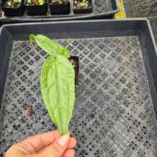 Load image into Gallery viewer, Anthurium Sp. Limon, Exact Plant Ships Nationwide
