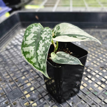 Load image into Gallery viewer, Scindapsus Mayari Variegated 2.5" pot, Fedex 2day*

