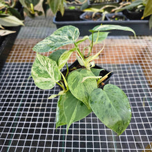 Load image into Gallery viewer, Philodendron Hederaceum Heart leaf, Exact Plant 2 plant pot Ships Nationwide
