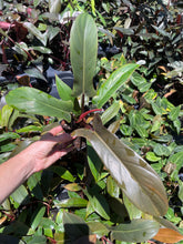 Load image into Gallery viewer, Philodendron Florida Bronze 4" pot, Fedex 2day*
