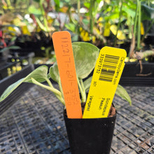 Load image into Gallery viewer, Scindapsus Peasun, Exact Plant Variegated Ships Nationwide
