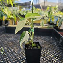 Load image into Gallery viewer, Scindapsus Blue Albo, Exact Plant Variegated Ships Nationwide
