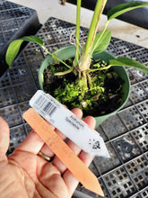 Load image into Gallery viewer, Anthurium Spectabile, Exact Plant Ships Nationwide
