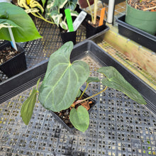 Load image into Gallery viewer, Anthurium Ace Of Spades X Papillilaminum, Exact Plant Ships Nationwide
