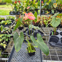 Load image into Gallery viewer, Anthurium Shibori, Exact Plant Variegated Ships Nationwide
