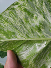 Load image into Gallery viewer, Giganteum &#39;Blizzard&#39;, exact plant, variegated Philodendron, ships nationwide
