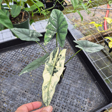 Load image into Gallery viewer, Alocasia simpo albo Exact Plant Ships Nationwide
