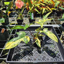 Load image into Gallery viewer, Philodendron Florida Beauty Variegated exact plant, Fedex 2day*
