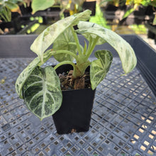 Load image into Gallery viewer, Alocasia Ninja Tricolor, Exact Plant Variegated Ships Nationwide
