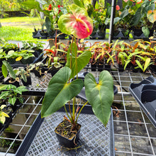 Load image into Gallery viewer, Anthurium Anuenue Obake Bicolor pink/green Fedex 2day
