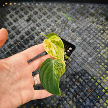 Load image into Gallery viewer, Philodendron Hederaceum Micans Aurea, Exact Plant Variegated Ships Nationwide
