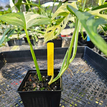 Load image into Gallery viewer, Monstera Adansonii Albo Tricolor, Exact Plant Variegated Ships Nationwide
