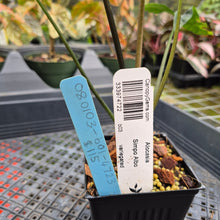 Load image into Gallery viewer, Alocasia Simpo Albo variegated exact plant, Fedex 2day*
