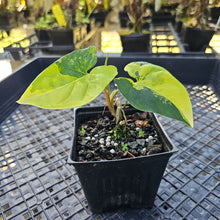Load image into Gallery viewer, Syngonium Aurea, Exact Plant Variegated Ships Nationwide

