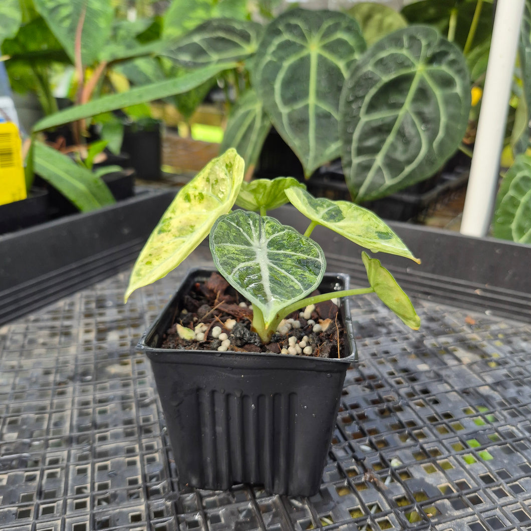 Alocasia Ninja Tricolor, Exact Plant Variegated Ships Nationwide