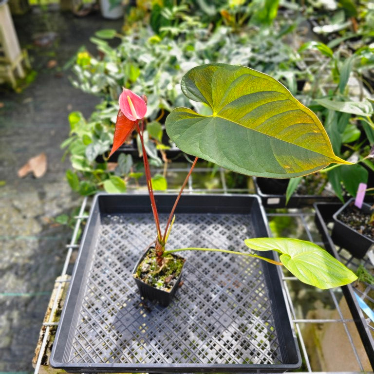 Anthurium Red Beauty, Exact Plant