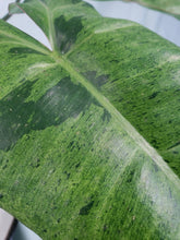 Load image into Gallery viewer, Paraiso Verde, Exact Plant, variegated Philodendron
