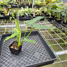 Load image into Gallery viewer, Philodendron Minarum 'Lime Fiddle' exact plant, Fedex 2day*
