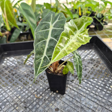 Load image into Gallery viewer, Alocasia polly aurea variegated, Exact Plant Ships Nationwide.
