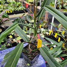 Load image into Gallery viewer, Philodendron Bicolor, Exact Plant Ships Nationwide
