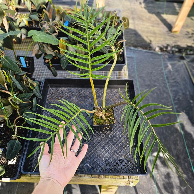 Philodendron Tortum, Exact Plant narrow form Ships Nationwide