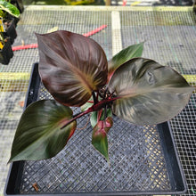Load image into Gallery viewer, Philodendron Red Heart, Exact Plant Ships Nationwide
