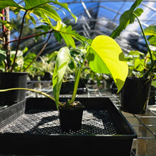 Load image into Gallery viewer, Monstera Borsigiana Aurea, Exact Plant Variegated Ships Nationwide
