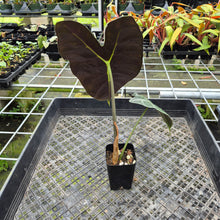 Load image into Gallery viewer, Alocasia Longiloba Lowii, Exact Plant Ships Nationwide
