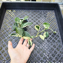 Load image into Gallery viewer, Scindapsus Jade Satin Marble Queen, Exact Plant Variegated
