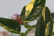 Load image into Gallery viewer, Variegated Monstera Standleyana Aurea, exact plant, ships nationwide
