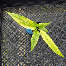 Load image into Gallery viewer, Anthurium Vittarifolium , Exact Plant Variegated Ships Nationwide
