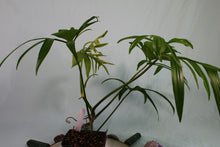 Load image into Gallery viewer, Philodendron Quercifolium Exact Plant Ships nationwide
