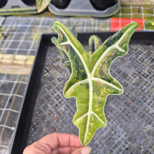 Load image into Gallery viewer, Alocasia sanderiana 'Nobilis' Aurea, Exact Plant Ships Nationwide
