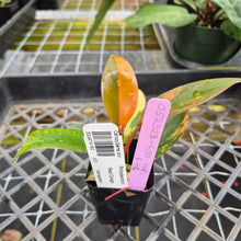 Load image into Gallery viewer, Philodendron Red Congo, Exact Plant Variegated Ships Nationwide
