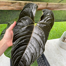 Load image into Gallery viewer, Anthurium Moodeanum x Veitchii, exact plant, Fedex 2day*
