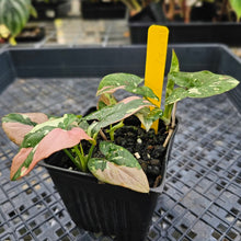 Load image into Gallery viewer, Syngonium Red Spot Tricolor, Exact Plant Variegated multi pot Ships Nationwide
