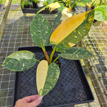 Load image into Gallery viewer, Philodendron Green Congo Nuclear, Exact Plant Variegated
