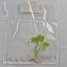 Load image into Gallery viewer, Syngonium Podophyllum 'Golden Allusion' albo Variegated tissue culture 2DayAir
