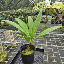 Load image into Gallery viewer, Philodendron Campii Lynette, XL, Exact Plant
